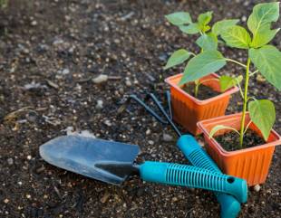 Things to remember while gardening