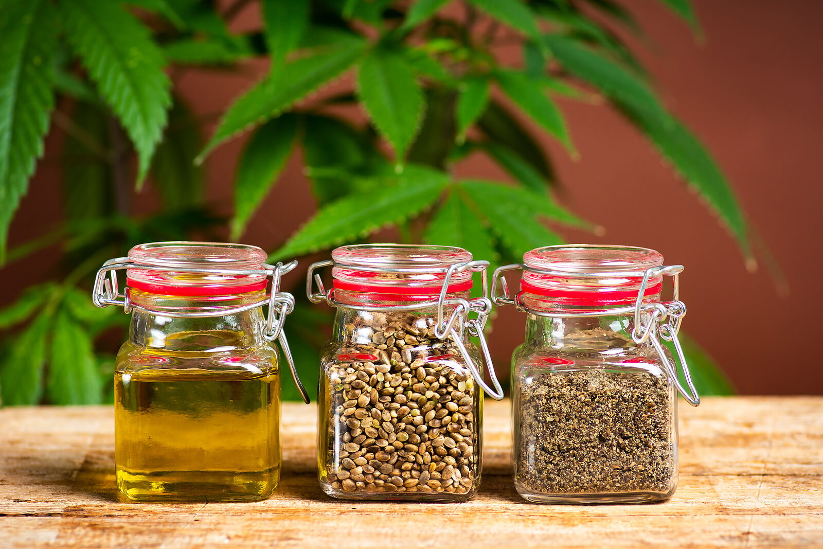 Top 5 Best Seed Banks to Buy Cannabis Seeds