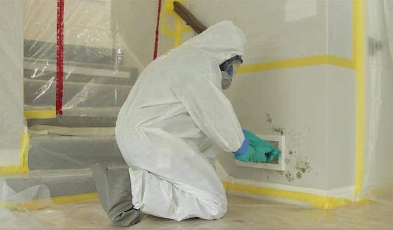 Mold Remediation Services in Tacoma