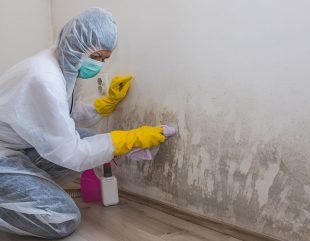 Trusted Mold Remediation